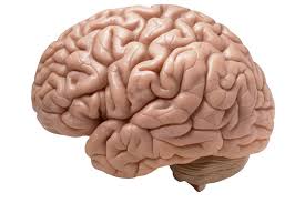 Brain Eco Model 2 Parts